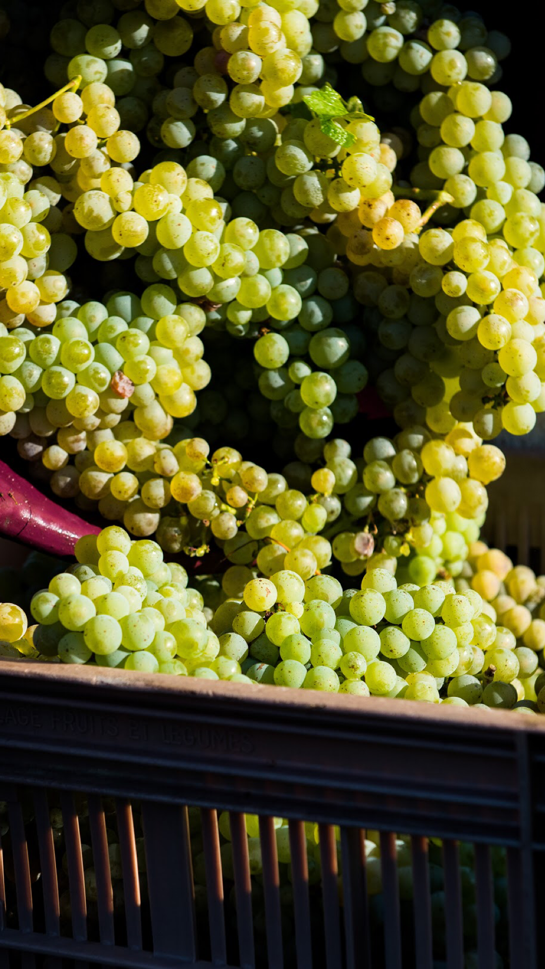Freshly harvested Sauvignon Blanc grapes